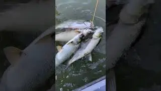 Рыбалка в +40 в тени