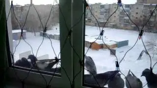 ... и Голубей с Новым Годом :) 1 января.