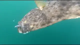 Halibut fishing| Fishing report 1 Camp Halibut (ENG SUBS)