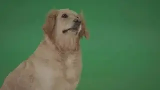 Golden Retriever Dog green screen animal  4K Free download  Green Screen Video Footage