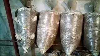 штамм spoppo. Купить мицелий в Молдове . 078959028