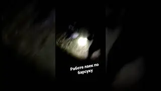 Работа лаек по барсуку