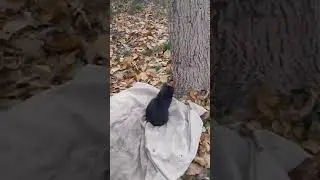 🍂 Черные кошки Пума и Гоша наслаждаются осенним садом! 🍃