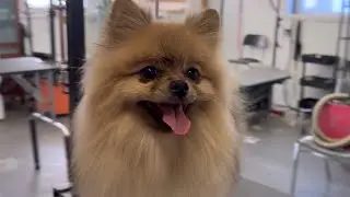Grooming a Pomeranian