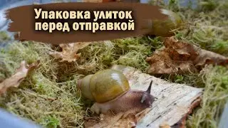 ОТПРАВКА УЛИТОК ПОЧТОЙ РОССИИ | УПАКОВКА | СОБИРАЕМ ЗАКАЗЫ