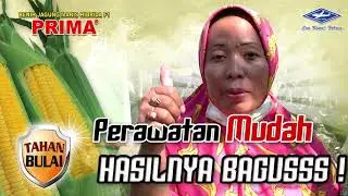 BISI Sahabat Petani: Jagung Manis PRIMA, Perawatan Mudah Hasilnya Bagus !