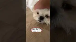 The way his face lit up ❤️ (🎥: contentbible)