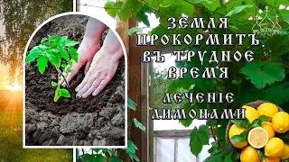 Земля прокормит в трудное время. Из жизни Обители: как сажаем и ухаживаем. Лечение лимонами.