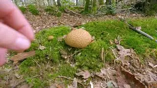 Начало августа.Прогулка в лесу.