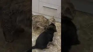 Щенок Немецкой овчарки и кот.
