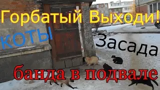 Горбатый Выходи! Оригинальный Прикол .Коты Озвучка  Место встречи изменить нельзя. Кошки Бандиты