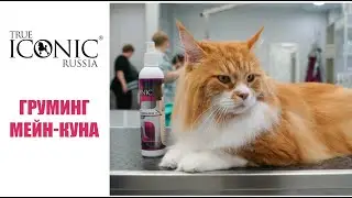 Груминг мейн-куна косметикой 
