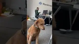 Brie Golden Doodle, Ranktracker office dog 🐶