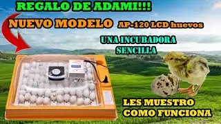 NUEVA INCUBADORA ADAMI DE 120 HUEVOS|COMO USARLA|COMO INCUBAR HUEVOS DE CODORNIZ| AP-120 LCD huevos