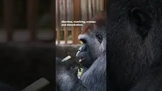 Three Jacksonville apes died from bacterial infection called Shigella