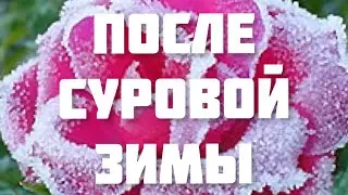 ХАБАРОВСК ДАЛЬНИЙ ВОСТОК ДАЧА шесть соток ПОСЛЕ ЗИМЫ