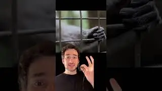 Chimps are TOO dangerous.⛔️#story#animas#attack