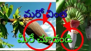 arati chettulo Oka wonder
