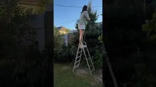 СДЕЛАЙТЕ ЭТО СО СВОИМИ СОСНАМИ 