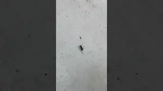 RIP ANT 😭🪦