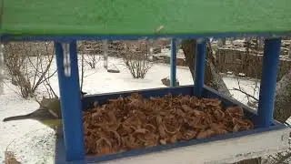 Хозяйка в домике .