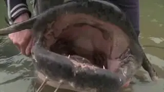 Гималайский сом Гунч