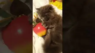 Котик и яблочко .