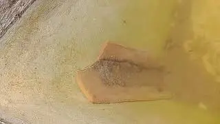 Renacuajos en la poza
