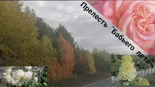 Цветуньи в сентябре! 🍁🍂🍂🌹🌹🌹