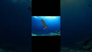 дракончик гуляет по миру #подпишись #приколы #shorts #дракон #мем
