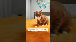 Проверка на трусость 😁