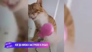 Приколы с котами | Смешные коты | Приколы | Смех до слез