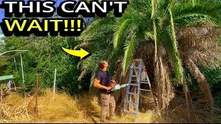 This Backyard Was Putting Her and Her Dog in Danger