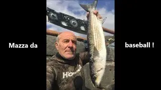 Pescasub: Storia di un Cefalo e di tutto quel che segue