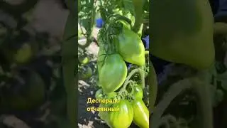 Десперадо отчаянный (карликовый томат ) #огород #овощи