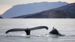 Whale Watching - Nuuk Greenland
