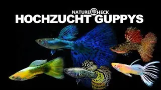 Hochzucht Guppys - Neue Zuchtformen & Farbvariationen
