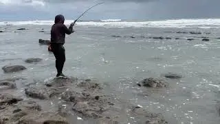 Wrasse fish in New Zealand