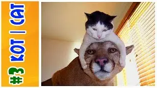#3 КОТ | CAT | FUNNY