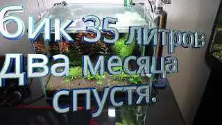 Кубик через два месяца 35 л