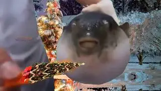 PufferFish eating an christmas tree