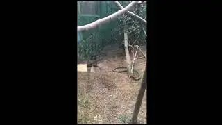 man Goes into cage with venomous snakes,South Africa