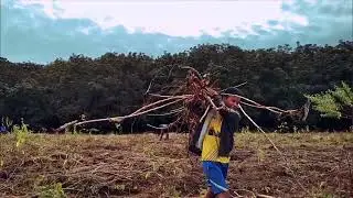 Penerapan rukun kompak kerja sama yang baik di ladang singkong