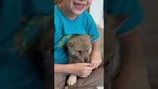 Чем пахнет волк⁉️