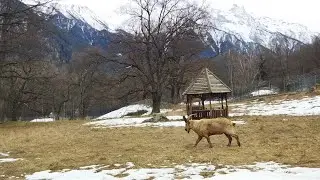 2022_03_01 г Теберда, вольеры и музей Тебердинского Заповедника