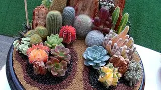 สวนถาดต้นไม้ สวยๆ | สวนถาด กระบองเพชร | การจัด สวนถาดต้นไม้ สวนถาดแคคตัส