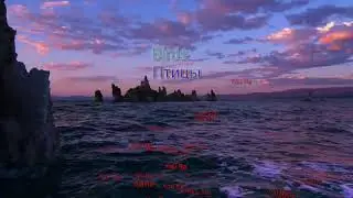 Birds. Rus Sub