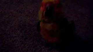 Kiwi Finally Learns A Trick