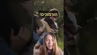 אילוף כלבים - האם כלבים מרגישים רגשות