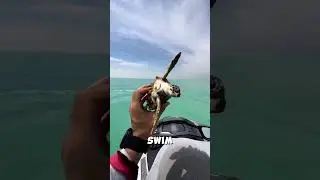 This man saved a turtle in the ocean ❤️🌊 